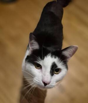 Felix -  Domestic Short Hair Cat for Adoption in Spencerville, Ontario - Felix | PetCurious