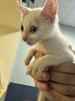 Rescue Domestic Short Hair Cats for Adoption in Doral, Florida - FLORO | PetCurious