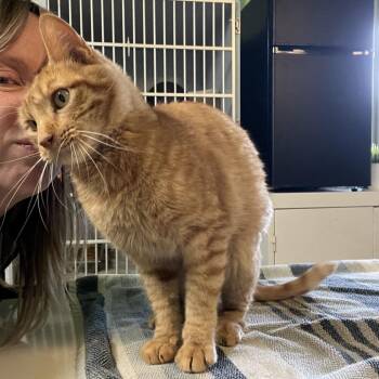 Chowda -  Domestic Short Hair Cat for Adoption in Glenwood Springs, Colorado - Chowda | PetCurious
