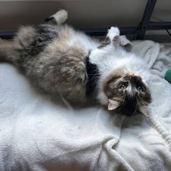Domestic Medium Hair Cats Available for Adoption in Huntsville, Alabama - Clover | PetCurious