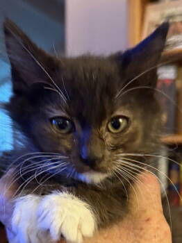 Rescue Domestic Medium Hair Cats for Adoption in Antioch, California - Mittens | PetCurious