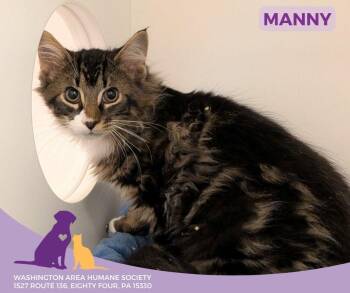 Rescue Domestic Long Hair Cats for Adoption in Eighty Four, Pennsylvania - Manny | PetCurious