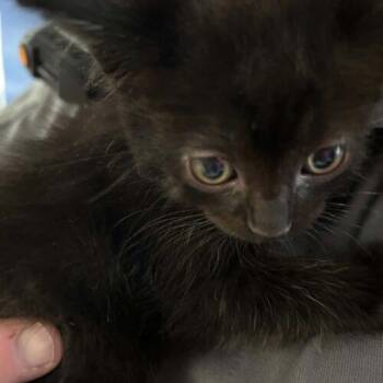 Edger -  Domestic Short Hair Cat for Adoption in Burlington, Iowa - Edger | PetCurious