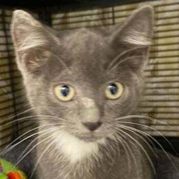Domestic Short Hair Cats Available for Adoption - Dexter | PetCurious