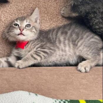 Klemheist -  Domestic Short Hair Cat for Adoption in Incline Village, Nevada - Klemheist | PetCurious