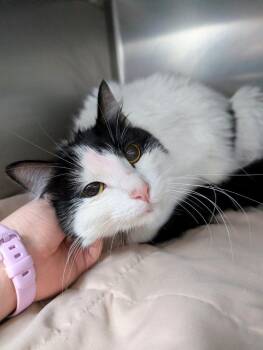 Domestic Long Hair Cats Available for Adoption - Polly Pocket | PetCurious