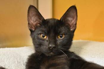 Travis -  Domestic Short Hair Cat for Adoption in Kansas City, Missouri - Travis | PetCurious