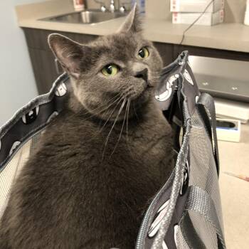 Rachel -  Domestic Short Hair and Mixed Breed Cat for Adoption in Oak Park, Illinois - Rachel | PetCurious