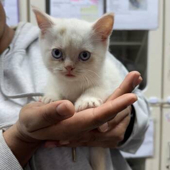 Froth -  Munchkin Cat for Adoption in Hinesville, Georgia - Froth | PetCurious