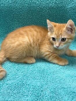 Domestic Short Hair Cats Available for Adoption in Vacaville, California - Coors | PetCurious