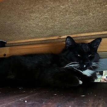 Domestic Long Hair Cats Available for Adoption in Mayfield, New York - Grumpy | PetCurious