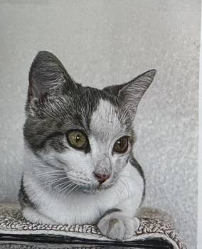 Genie -  Domestic Short Hair Cat for Adoption in Fort Madison, Iowa - Genie | PetCurious