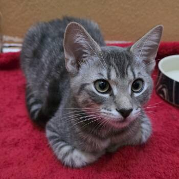 Rescue Tabby Cats for Adoption in Vacaville, California - Ash | PetCurious