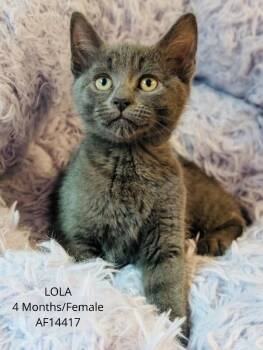 Domestic Short Hair Cats Available for Adoption - Lola | PetCurious
