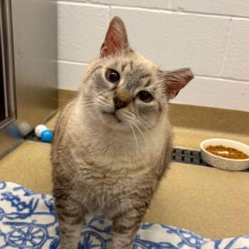 Charlotte -  Siamese Cat for Adoption in West Palm Beach, Florida - Charlotte | PetCurious