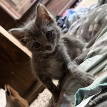 Storm -  Domestic Short Hair Cat for Adoption in Liverpool, Texas - Storm | PetCurious