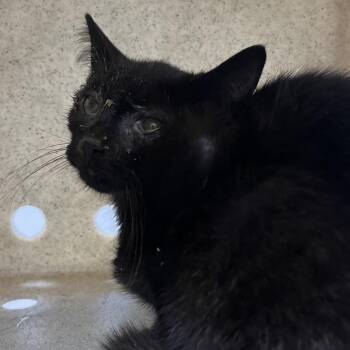 Sadie Babi -  Domestic Short Hair Cat for Adoption in Philadelphia, Pennsylvania - Sadie Babi | PetCurious