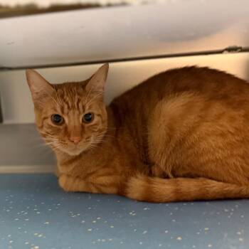 Cyrus -  Domestic Short Hair Cat for Adoption in Watertown, New York - Cyrus | PetCurious