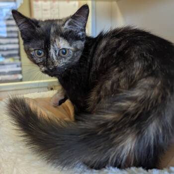 Macy -  Domestic Short Hair Cat for Adoption in Aberdeen, Washington - Macy | PetCurious