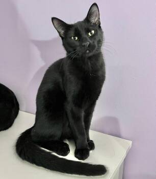 Domestic Short Hair Cats Available for Adoption - Marty | PetCurious