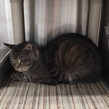 Domestic Short Hair Cats Available for Adoption in Sand Springs, Oklahoma - Carls Jr | PetCurious