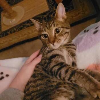 Rescue Domestic Short Hair Cats for Adoption in Norfolk, Virginia - Vessel | PetCurious