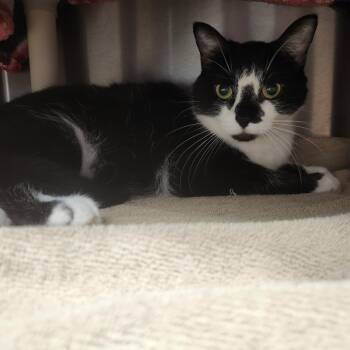 Tink -  Domestic Short Hair and Mixed Breed Cat for Adoption in Fort Wayne, Indiana - Tink | PetCurious