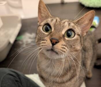 Rescue Domestic Short Hair Cats for Adoption in Sherwood, Oregon - Sarah | PetCurious