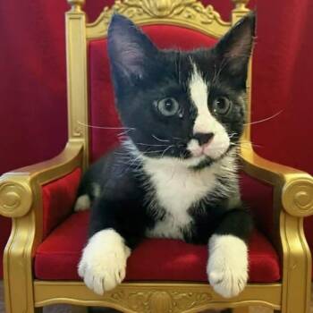 Maxwell -  Domestic Short Hair Cat for Adoption in Evergreen, Colorado - Maxwell | PetCurious