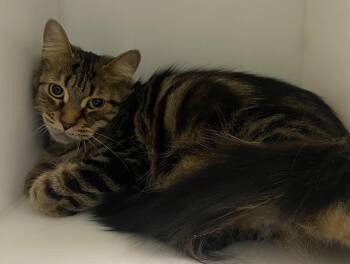Domestic Medium Hair Cats Available for Adoption in Delson, Quebec - Olive | PetCurious