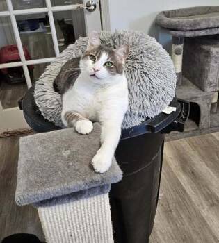 Rescue Domestic Short Hair Cats for Adoption in Greenfield, Indiana - Griffin | PetCurious