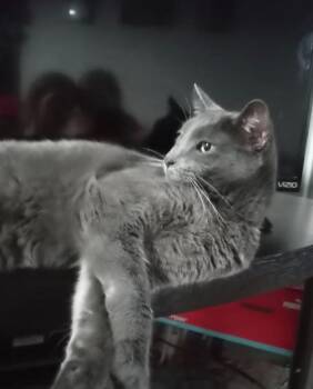 Stormy -  Russian Blue Cat for Adoption in Tavares, Florida - Stormy | PetCurious