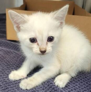 Gidget -  Siamese and Domestic Short Hair Cat for Adoption in Roseville, California - Gidget | PetCurious