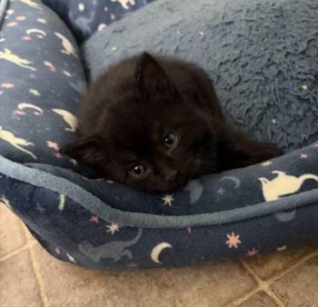 GANACHE -  Domestic Short Hair Cat for Adoption in Hagerstown, Maryland - GANACHE | PetCurious