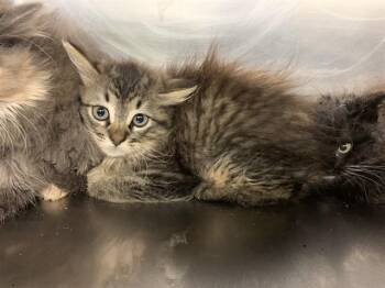 Domestic Medium Hair and Domestic Short Hair Cats Available for Adoption in Grand Prairie, Texas - HAWK | PetCurious