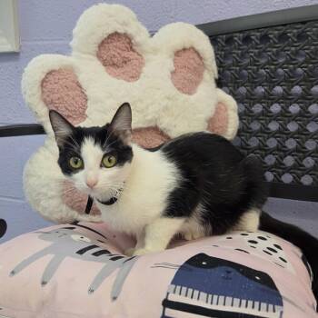 Espresso -  Domestic Short Hair Cat for Adoption in Bardstown, Kentucky - Espresso | PetCurious