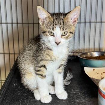 Pooky -  Domestic Short Hair Cat for Adoption in Saginaw, Michigan - Pooky | PetCurious