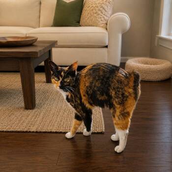 Mosiac -  Calico and American Bobtail Cat for Adoption in Miami, Oklahoma - Mosiac | PetCurious