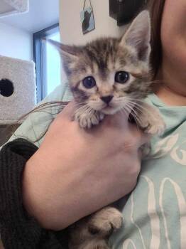 Domestic Short Hair Cats Available for Adoption in Republic, Missouri - Sparkie | PetCurious