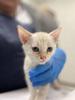 BONNIE -  Domestic Short Hair Cat for Adoption in Chula Vista, California - BONNIE | PetCurious