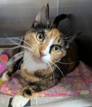 Bailey -  Domestic Short Hair Cat for Adoption in Bridgewater, New Jersey - Bailey | PetCurious