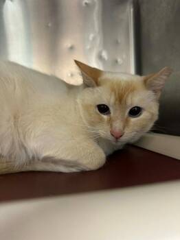 Domestic Short Hair Cats Available for Adoption in Marion, Ohio - Whisper | PetCurious