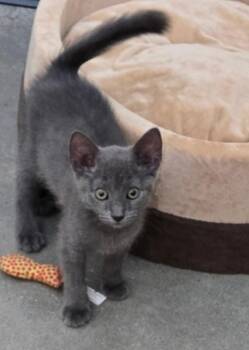 Eva -  Domestic Short Hair Cat for Adoption in New Rochelle, New York - Eva | PetCurious