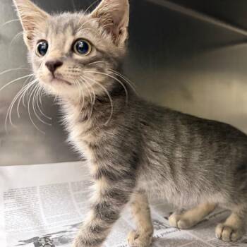 Snuggles -  Domestic Short Hair Cat for Adoption in Auburn, Alabama - Snuggles | PetCurious