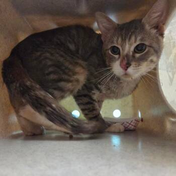 Domestic Short Hair Cats Available for Adoption in Pasadena, California - Gizmo | PetCurious