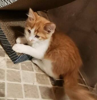 Dodgeball -  Domestic Medium Hair Cat for Adoption in Candler, North Carolina - Dodgeball | PetCurious