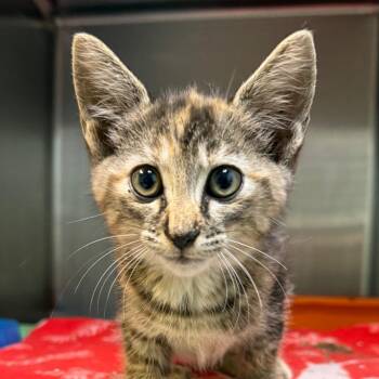 Alice -  Domestic Short Hair Cat for Adoption in Jacksonville, Arkansas - Alice | PetCurious
