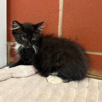 Count Chocula -  Domestic Long Hair Cat for Adoption in Cabot, Arkansas - Count Chocula | PetCurious