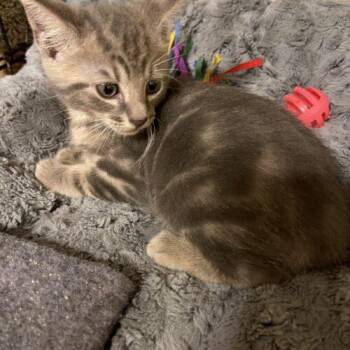 Leo -  Domestic Medium Hair Cat for Adoption in Tampa, Florida - Leo | PetCurious
