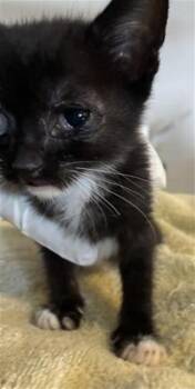 EMILY -  Domestic Short Hair Cat for Adoption in Rancho Cucamonga, California - EMILY | PetCurious